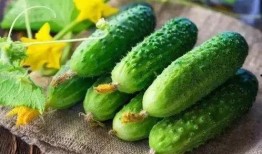 娱乐吃瓜制作,吃瓜群众必看的幕后故事